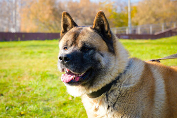 american akita male grown dog brown large strong portrait close-up outdoor sunny day