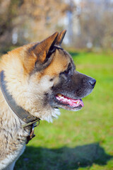 american akita male grown dog brown large strong portrait close-up outdoor sunny day
