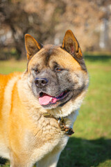 american akita male grown dog brown large strong portrait close-up outdoor sunny day