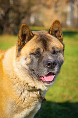 american akita male grown dog brown large strong portrait close-up outdoor sunny day