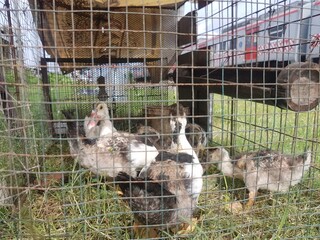 Muscovy ducklings in a wire cage next to railroad tracks. Domestic young farm birds protected in a metal enclosure. Poultry farming near a busy transportation line.
