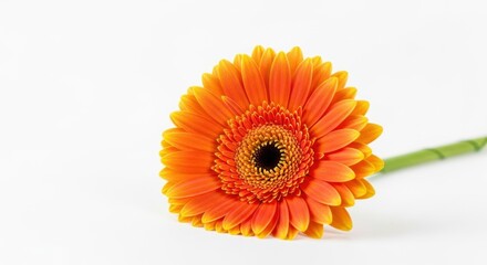 Radiant gerbera blossom with symmetrical petals against clean backdrop evoking vibrancy and