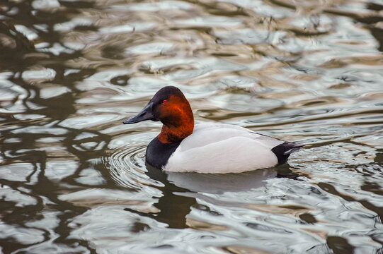Male Canvasback duck swimming on a rippled pond surface