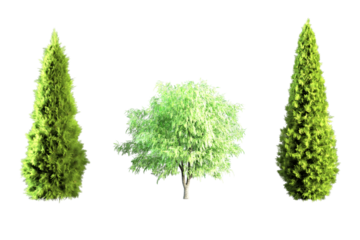 Three leafless autumn trees isolated against a white background.