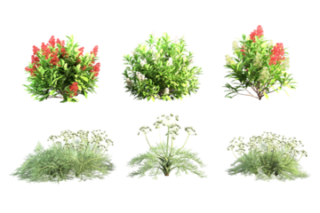 Six different types of flowering bushes.
