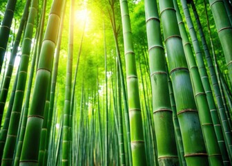 Obraz premium Serene bamboo forest tranquility at your fingertips with each delicate, intricately woven shoot and vibrant green foliage