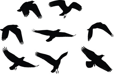 Obraz premium a collection of silhouetted birds in flight showcasing dynamic poses and wing positions against a stark white background representing freedom