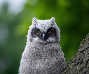 Obraz premium Fluffy juvenile owlet wildlife nature cute little animal portrait young bird face head eye beak feather brown white forest habitat tree branch perched sitting watching alert peaceful natural light