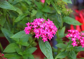 Pink flowers of an Egyptian starcluster plant. Pentas lanceolata