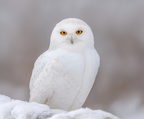 Alert white nature owl animal bird wildlife portrait animal portrait background white background studio shot isolated sitting watching eye head beak feather brown black peaceful natural light
