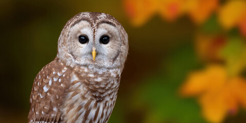 Bird bear forest owl wildlife animal predator hunter hunting watching alert eye nature wild animal habitat north america earth symbolism culture tribal amerindian majestic standing perched tree