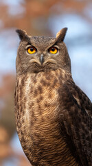 Majestic brown owl bird bear forest wildlife animal predator hunter hunting watching alert eye nature wild animal habitat north america earth symbolism culture tribal amerindian standing perched