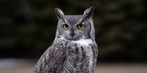 Bird bear forest owl wildlife animal predator hunter hunting watching alert eye nature wild animal habitat north america earth symbolism culture tribal amerindian majestic standing perched tree