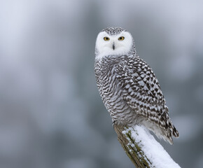 Bird prey log perched snowy white owl wildlife animal winter snow forest nature wild animal sitting watching alert eye head beak feather branch wood natural light outdoors habitat portrait animal