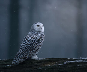 Snowy white owl bird prey log perched wildlife animal winter snow forest nature wild sitting watching alert eye head beak feather branch wood natural light outdoors habitat portrait animal