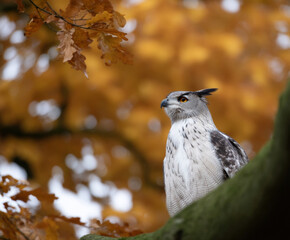 Perched bird prey fall season birding seasonal tree branch owl wildlife animal nature forest autumn leaf brown leaves foliage colorful watching alert eye head beak feather natural light outdoors