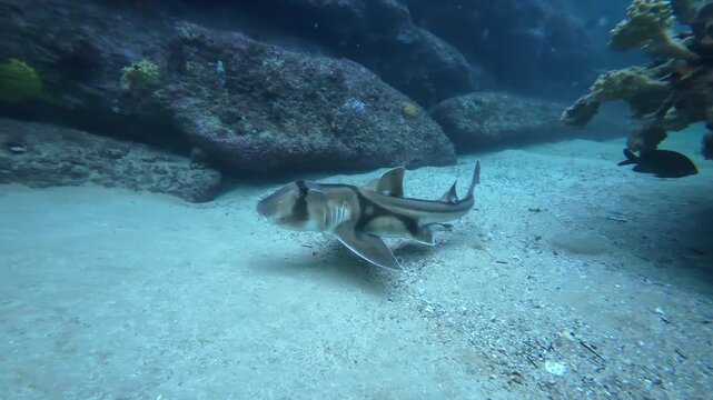 Epaulette Shark Swimming Over Sandy Coral Reef Seabed