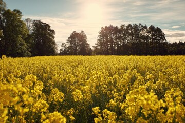 Golden field under bright sun, bordered by distant trees, a vibrant summer landscape
