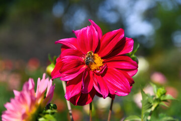 A honey bee collecting nectar from a bright pink dahlia flower in sunlight, showing details of its...