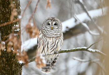 Barred owl