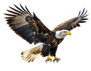 Obraz premium Powerful Bald Eagle Flying With Wings Spread In Dynamic Wildlife Pose 