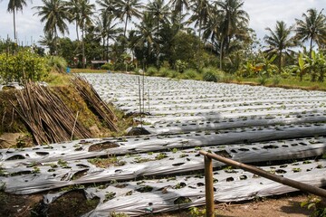 A stretch of rural plantation landscape with coconut trees in the background. Agricultural and ecological concepts.