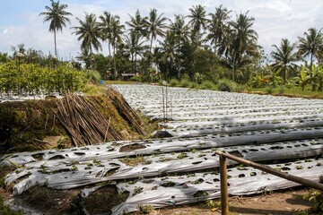A stretch of rural plantation landscape with coconut trees in the background. Agricultural and ecological concepts.