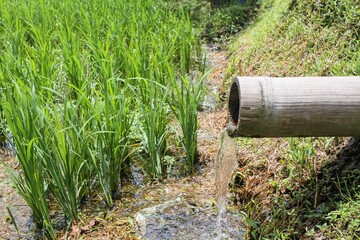 Traditional water irrigation with bamboo to irrigate agricultural land to make it fertile