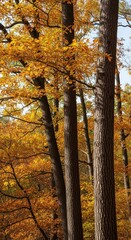 Obraz premium Serene autumnal woodlands canopy with vibrant foliage and towering forest giants scene