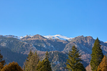 Scenic snow-capped mountains under clear blue sky with pine forest in foreground