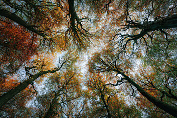 Fototapeta premium Looking Up at Autumn Trees with Colorful Leaves