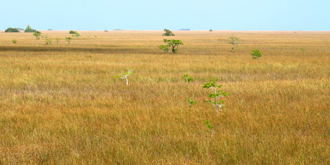 Vast expanse of the Everglades National Park in the dry season