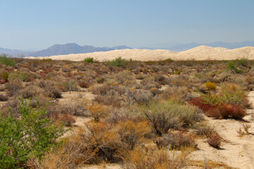 View of the Kelso Dunes at Mojave National Preserve of California