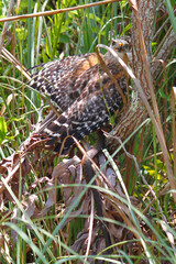 Red-shouldered Hawk (Buteo lineatus) with a captured snake in the Everglades National Park Florida