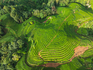 Aerial view of beautiful tea crop terrace landscape in China