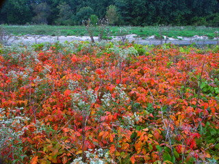 Northern Illinois Nature Landscape