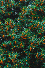 Gold sweet osmanthus flowers blooming in the park