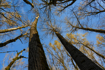 Looking up at the tops of cottonwood trees with yellow fall leaves and sunny blue sky, as a graphic...
