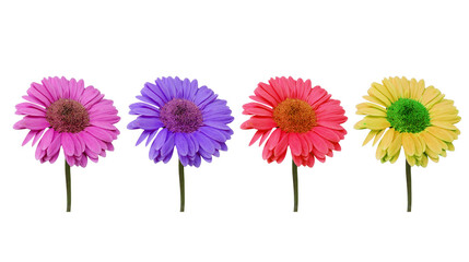 A collection of pink, purple, red, and yellow gerbera daisies on a transparent background.