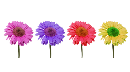 A collection of pink, purple, red, and yellow gerbera daisies on a transparent background.