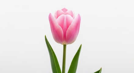 Fototapeta premium Solitary pink tulip blossom against a crisp white background in springtime