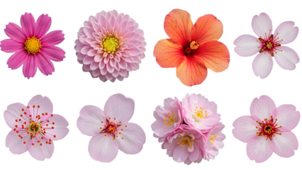 Collection of various colorful flowers on transparent background with petals and centers