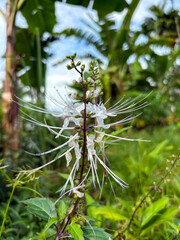 Close up of cat whiskers plant flower or kumis kucing or Orthosiphon stamineus, a popular Indonesian herbal plant with distinctive white whisker-like stamens in natural garden background