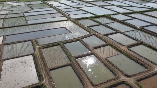 Overlooking the neatly arranged aquaculture ponds