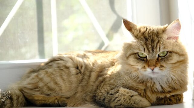 Tabby cat basked in the afternoon sunlight, Mixed breed, siberian cat, norwegian forest cat. Blurred movie-like scene, soft morning sunlight, atmospheric mood