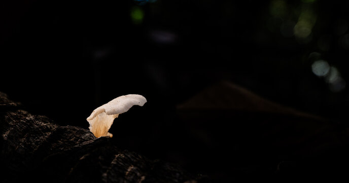 Hongo blanco solitario emergiendo de madera oscura en bosque natural