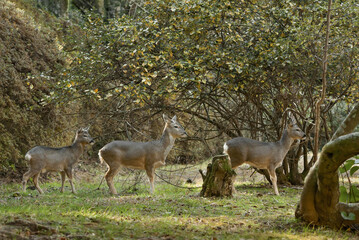 노루 가족 © kevin