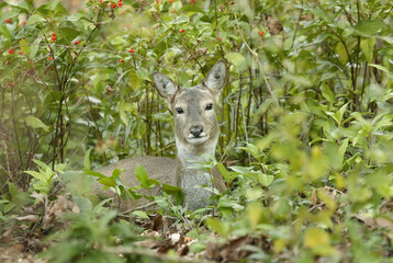 쉬고 있는 암컷 노루