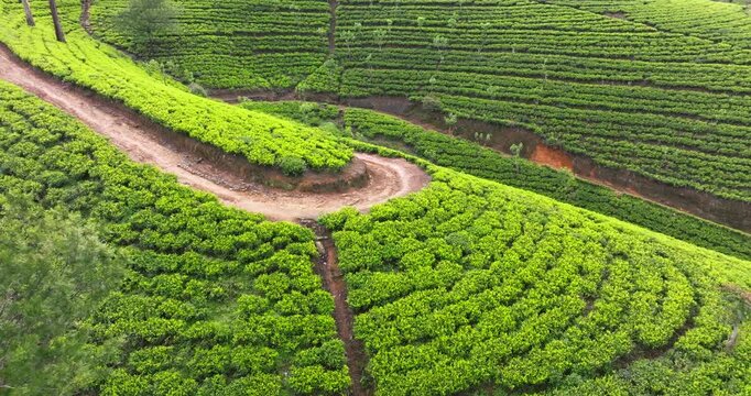 Aerial View of Tea Plantations Covering the Hills of Sri Lanka