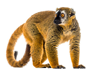 Fototapeta premium A close-up studio shot of a lemur with brown fur and striking orange eyes, standing and looking towards the right side
